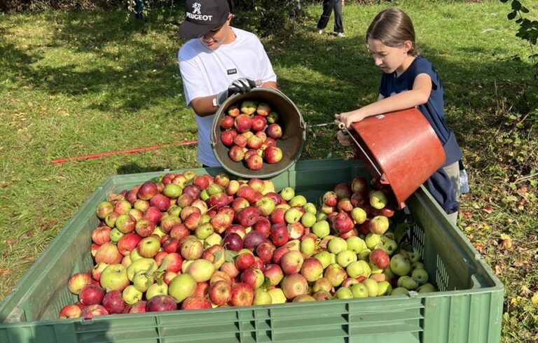 Kinder sammeln Äpfel von einer Streuwiese.